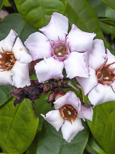 434346 - Cream fruit (Strophanthus gratus)