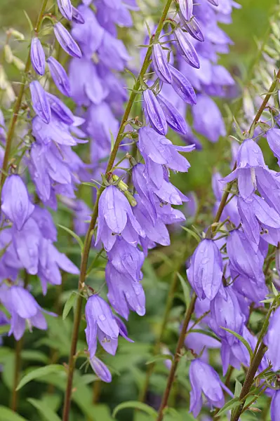 473319 - Creeping bellflower (Campanula rapunculoides)
