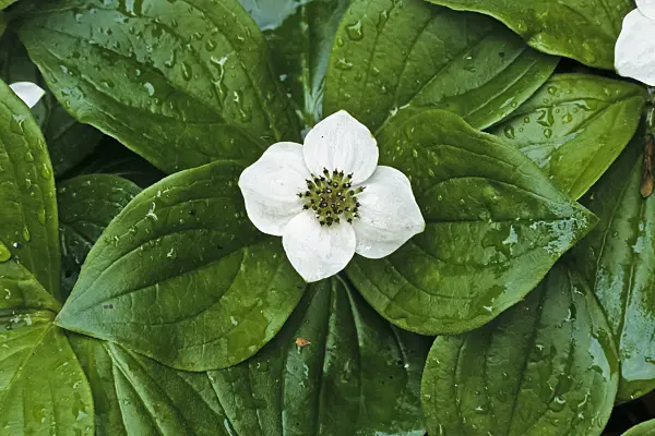 365087 - Creeping dogwood (Cornus canadensis)