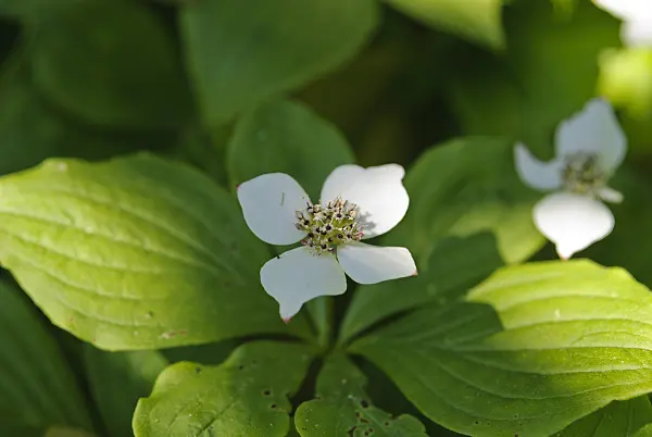 496169 - Creeping dogwood (Cornus canadensis)