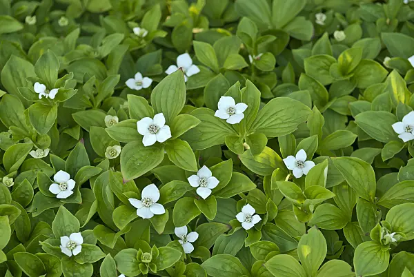 517158 - Creeping dogwood (Cornus canadensis)