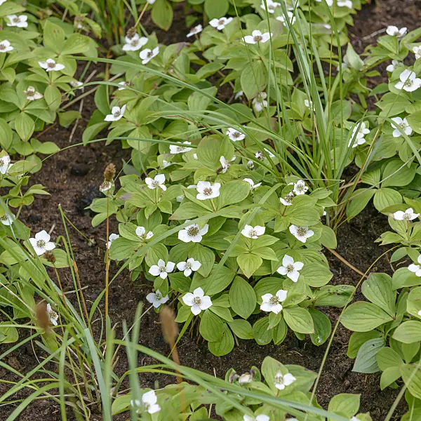 558083 - Creeping dogwood (Cornus canadensis)