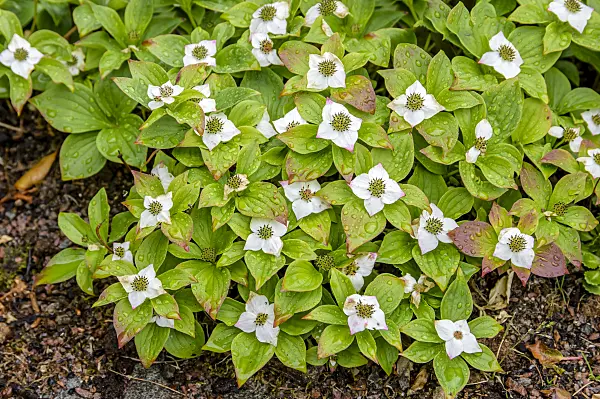 593055 - Creeping dogwood (Cornus canadensis)