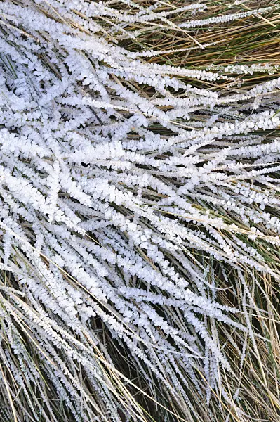 467087 - Creeping fescue (Festuca rubra) with hoar frost
