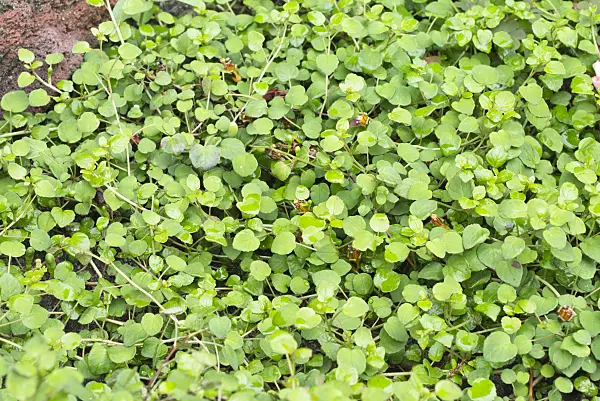 559025 - Creeping fuchsia (Fuchsia procumbens)