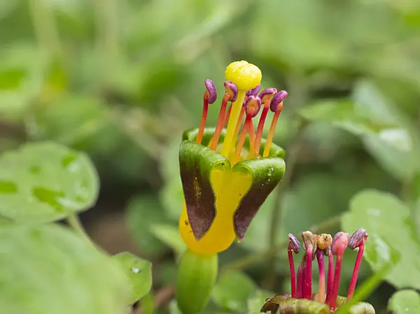 559128 - Creeping fuchsia (Fuchsia procumbens)