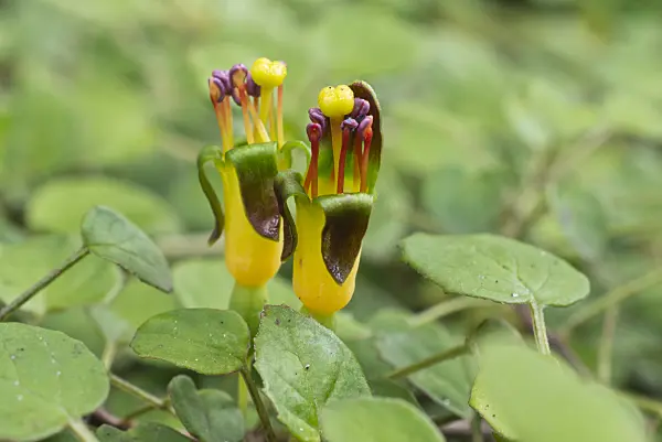 559136 - Creeping fuchsia (Fuchsia procumbens)