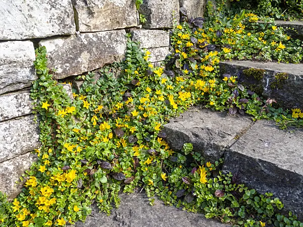 439013 - Creeping jenny (Lysimachia nummularia)