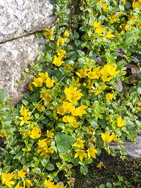 439014 - Creeping jenny (Lysimachia nummularia)