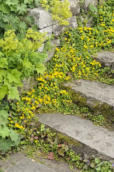 473344 - Creeping jenny (Lysimachia nummularia)