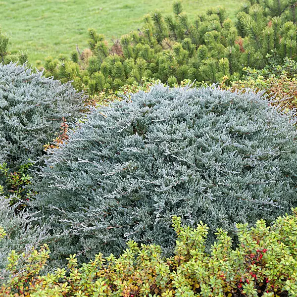 616412 - Creeping juniper (Juniperus horizontalis 'Blue Chip')