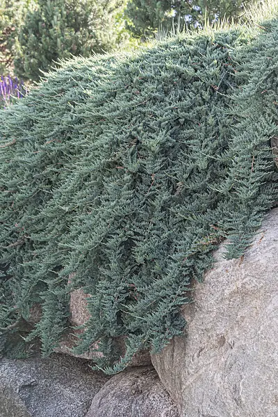 651356 - Creeping juniper (Juniperus horizontalis 'Blue Chip')