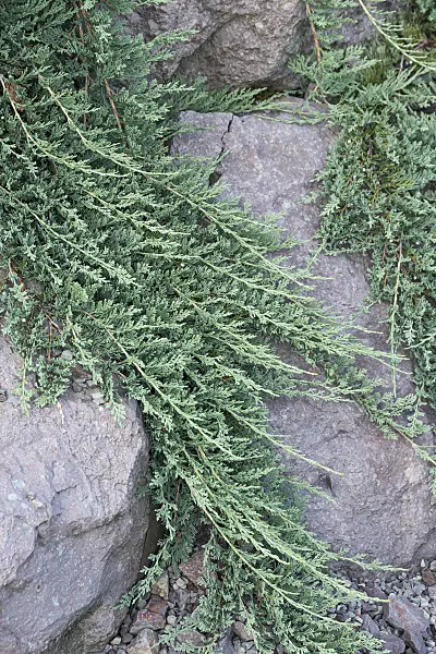638138 - Creeping juniper (Juniperus horizontalis 'Icee Blue')
