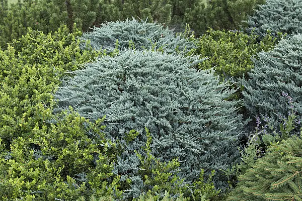 616413 - Creeping juniper (Juniperus horizontalis 'Wiltonii')