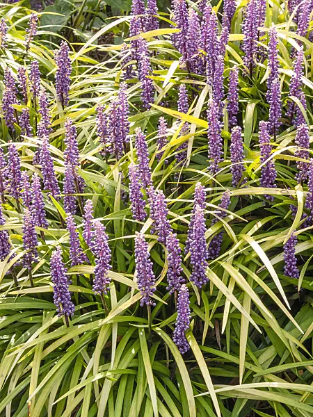 418015 - Creeping lily turf (Liriope spicata)