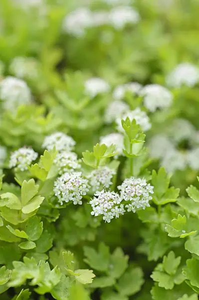 486138 - Creeping marshwort (Apium repens)