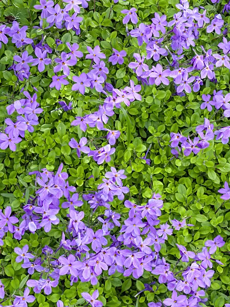 437388 - Creeping phlox (Phlox stolonifera 'Purpurea')