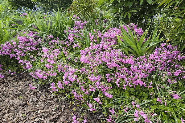 520170 - Creeping phlox (Phlox stolonifera 'Violet Velvet')