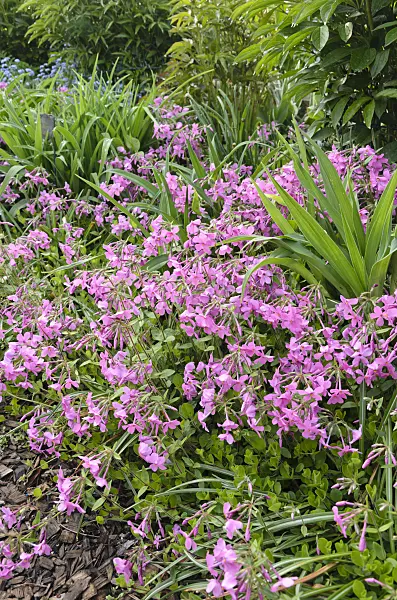 520171 - Creeping phlox (Phlox stolonifera 'Violet Velvet')