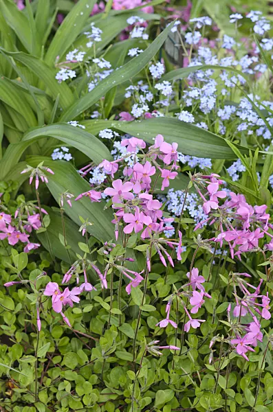 520169 - Creeping phlox (Phlox stolonifera 'Violet Velvet') and Siberian bugloss (Brunnera macrophylla syn. Myosotis macrophylla)