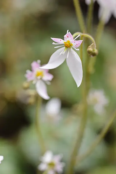 482069 - Creeping saxifrage (Saxifraga stolonifera)