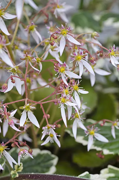 496377 - Creeping saxifrage (Saxifraga stolonifera 'Harvest Moon')