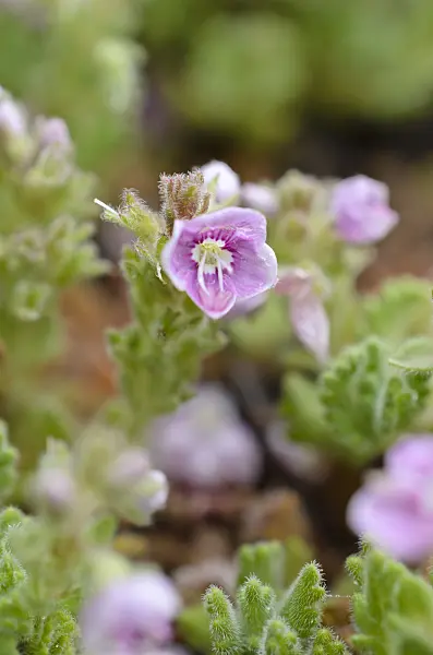 508060 - Creeping speedwell (Veronica surculosa)