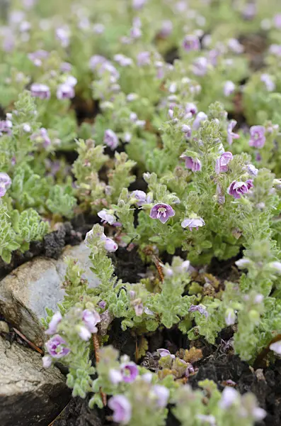 508061 - Creeping speedwell (Veronica surculosa)