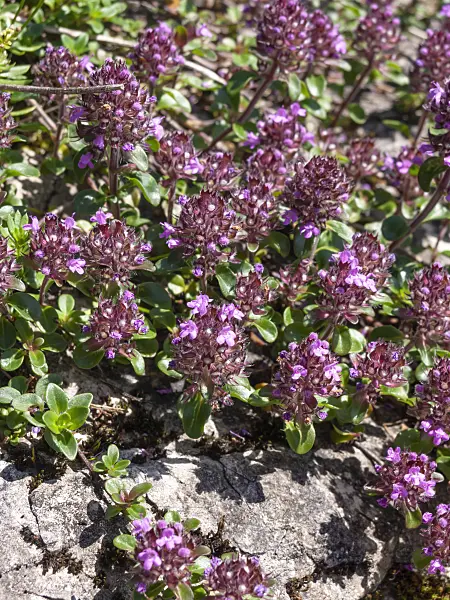 439210 - Creeping thyme (Thymus praecox)