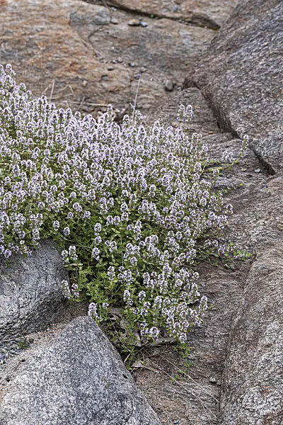 651554 - Creeping thyme (Thymus praecox)