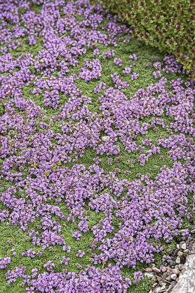 651553 - Creeping thyme (Thymus praecox 'Minor')
