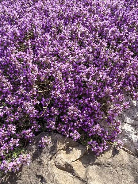 460153 - Creeping thyme (Thymus praecox subsp. britannicus syn. Thymus arcticus)