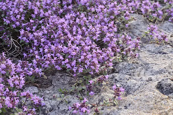 472291 - Creeping thyme (Thymus praecox subsp. britannicus syn. Thymus arcticus)