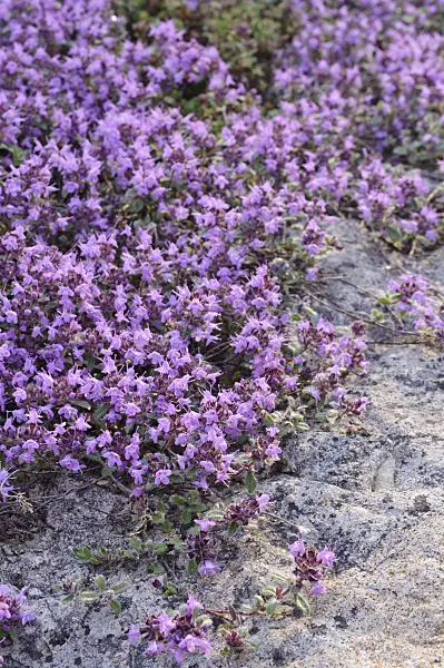472292 - Creeping thyme (Thymus praecox subsp. britannicus syn. Thymus arcticus)