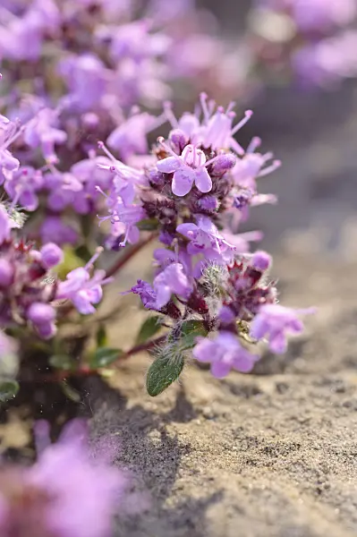 472293 - Creeping thyme (Thymus praecox subsp. britannicus syn. Thymus arcticus)