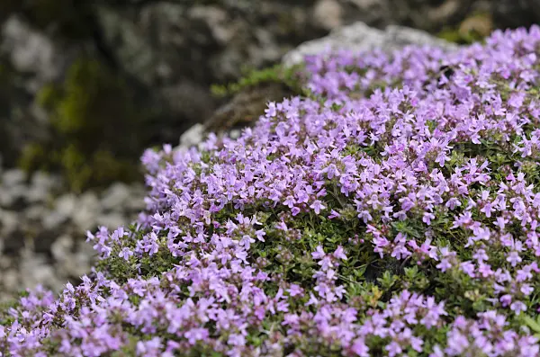 533561 - Creeping thyme (Thymus praecox subsp. britannicus syn. Thymus arcticus)