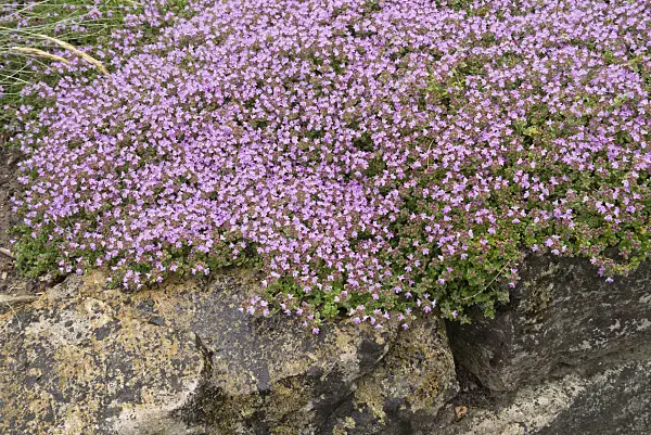 558297 - Creeping thyme (Thymus praecox subsp. britannicus syn. Thymus arcticus)