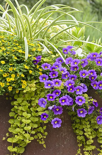 571038 - Creeping zinnia (Sanvitalia) and Calibrachoa