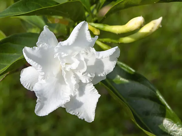 434197 - Crepe gardenia (Tabernaemontana divaricata)