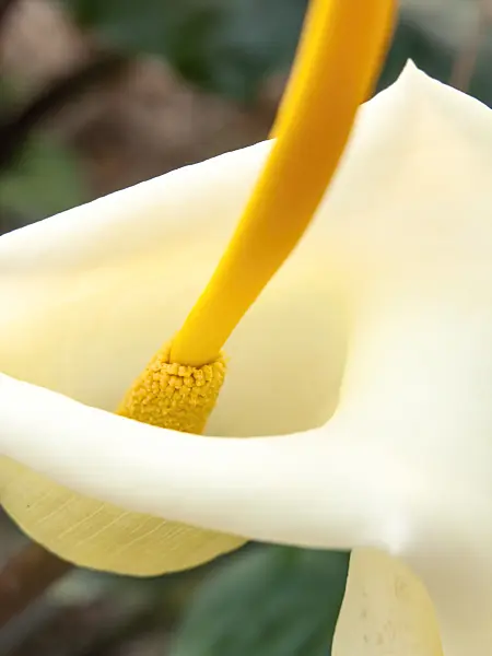 433193 - Cretan arum (Arum creticum)