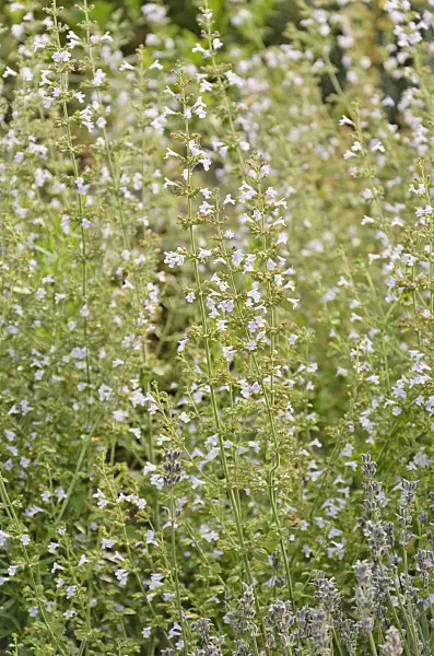571056 - Cretan calamint (Calamintha cretica)