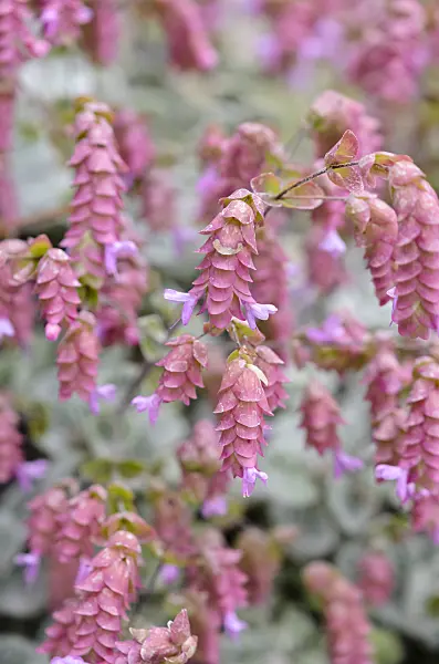 548048 - Cretan dittany (Origanum dictamnus)