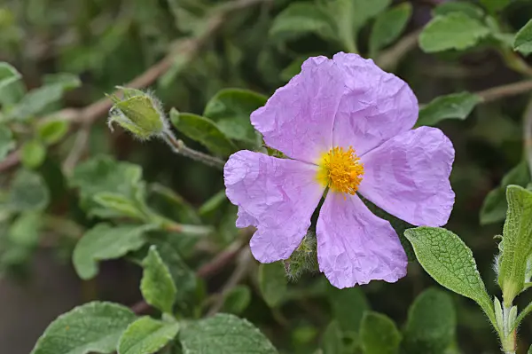 472102 - Cretan rock rose (Cistus creticus)