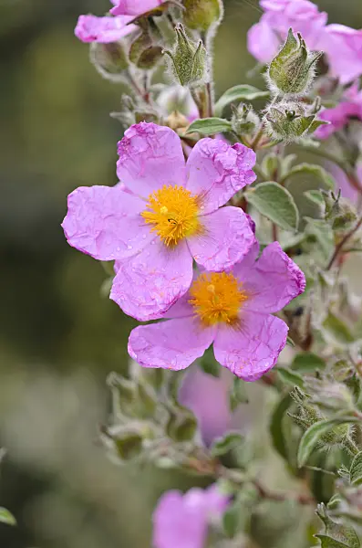533571 - Cretan rock rose (Cistus creticus)