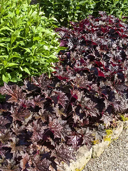460132 - Crevice alumroot (Heuchera micrantha 'Molly Bush')
