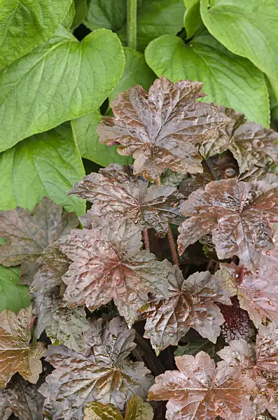 533411 - Crevice alumroot (Heuchera micrantha 'Palace Purple')