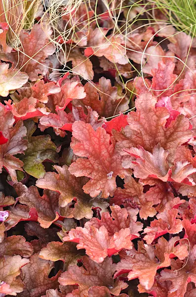 536116 - Crevice alumroot (Heuchera micrantha 'Peach Flambe')