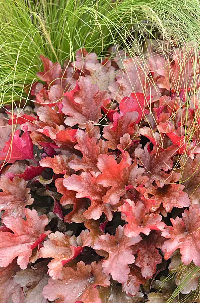 536117 - Crevice alumroot (Heuchera micrantha 'Peach Flambe')