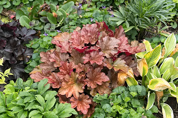 675079 - Crevice alumroot (Heuchera micrantha 'Peach Flambé')