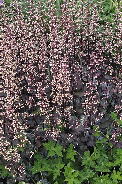 473053 - Crevice alumroot (Heuchera micrantha 'Regina')